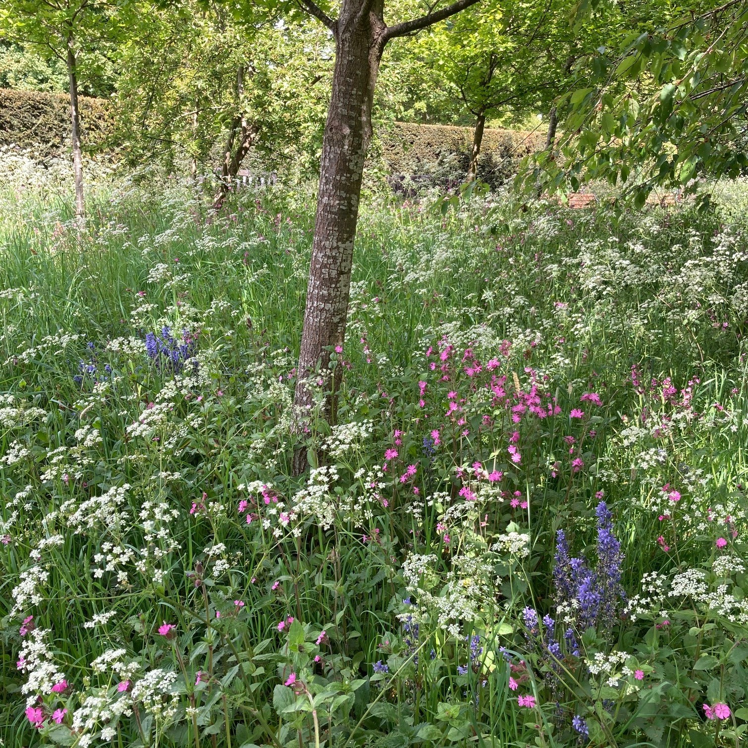 Woodland and Heavy Shade Wildflower Seeds LW8P 100%